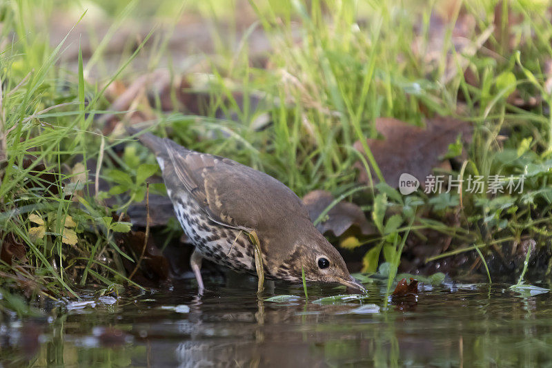 真饮(Turdus philomelos)